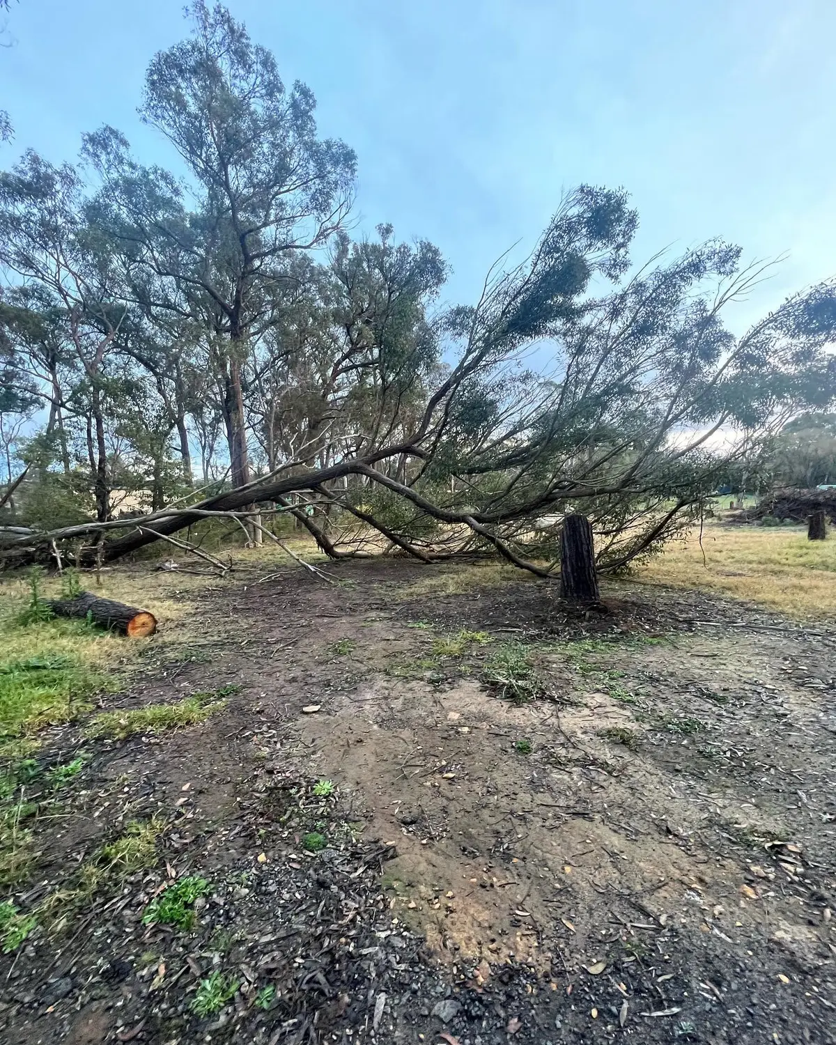 A large tree brought down across a paddock after a storm in the Illawarra